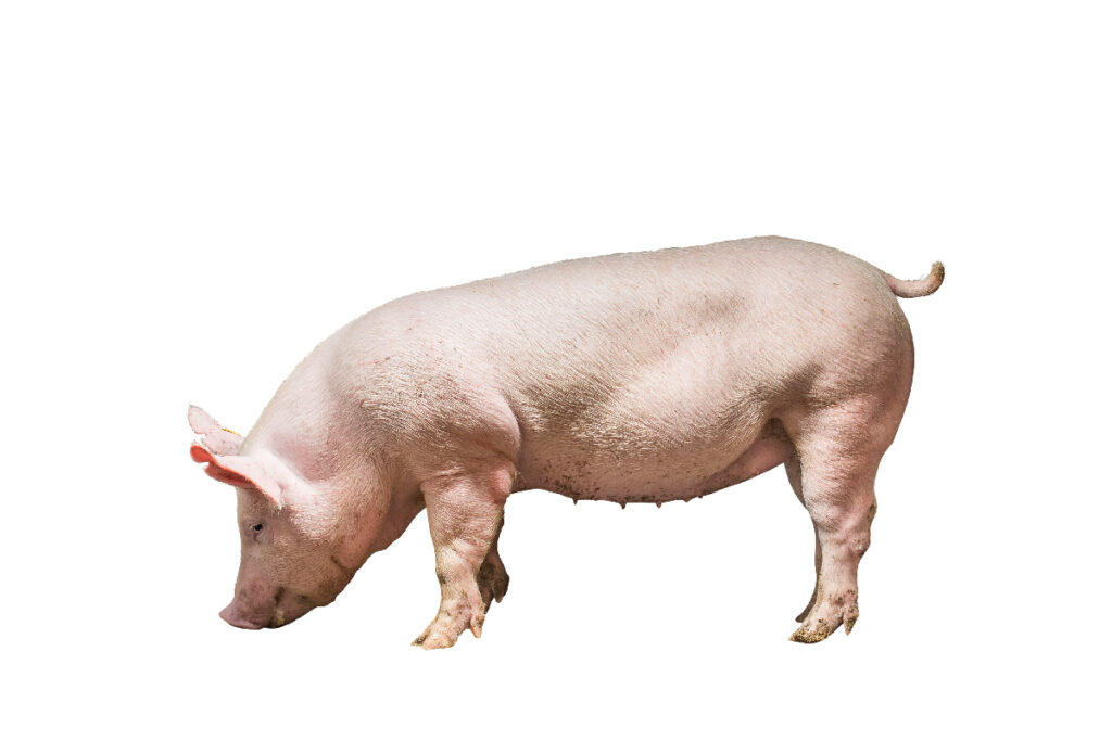 丹麦基因大白种猪和丹麦基因杜洛克种猪
