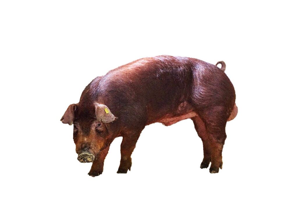 Duroc Wildschwein