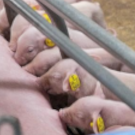 Feeding the piglets