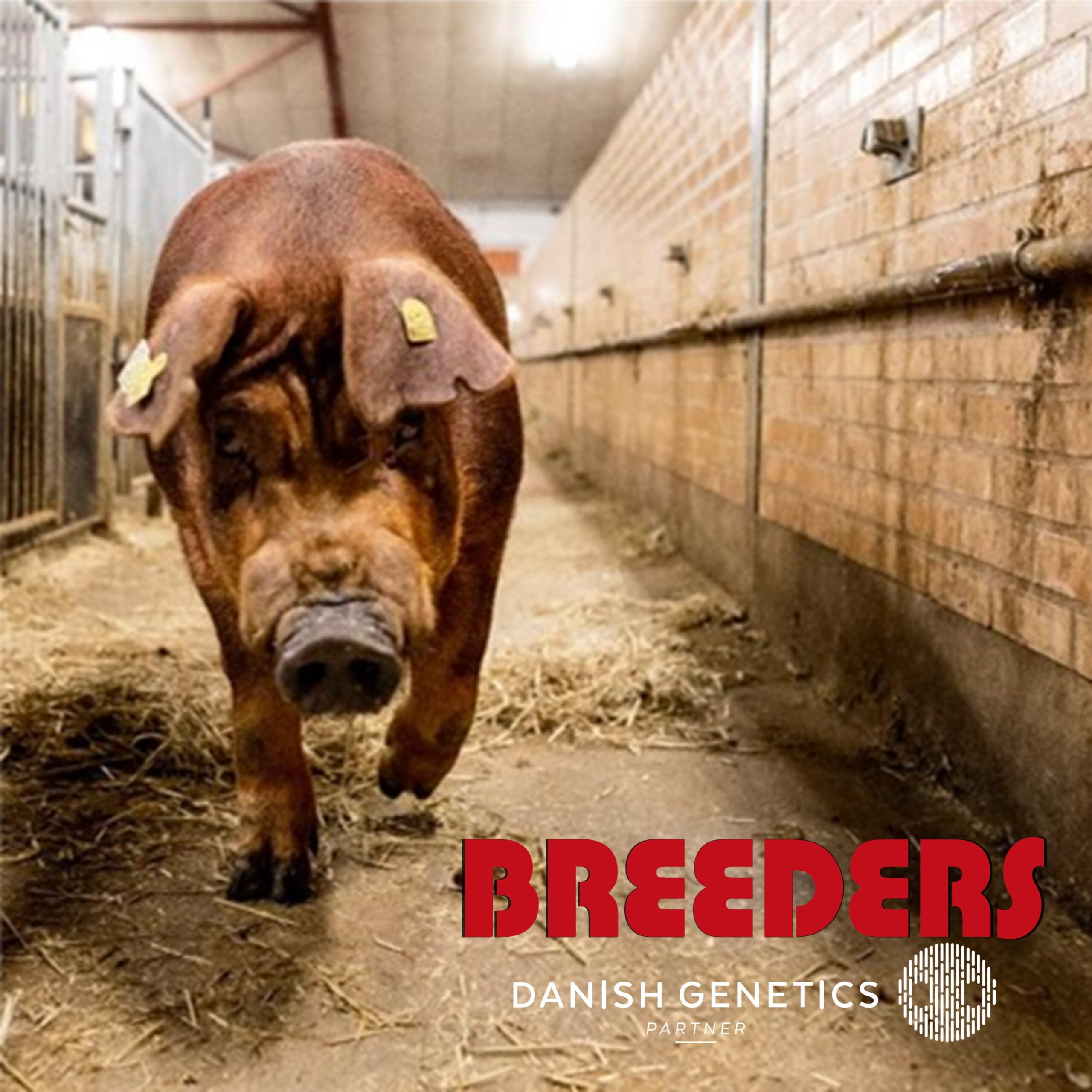 豚の何か 41JWy7sbBeL.jpg_BO30,255,255,